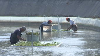 武进打造渔业转型升级模范区，以绿色饲料驱动水产养殖高质量前行