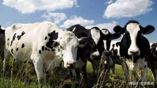 黑科技登场 牛胃电胶囊如何为畜牧业高质量发展赋能并重塑饲料销售格局