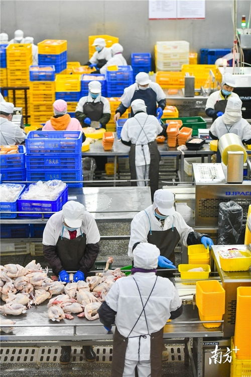 预制菜风口下的清远机遇 发挥畜牧渔业饲料优势，打造粤北预制菜供应链高地