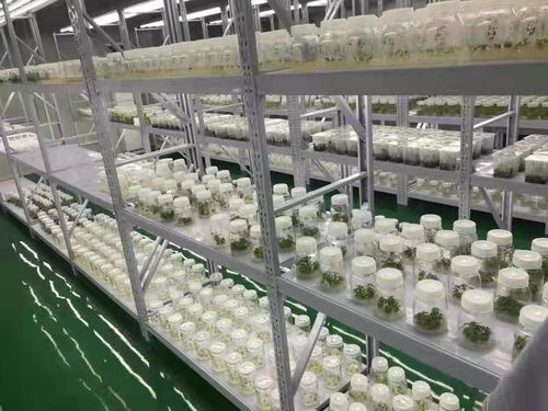 武汉蔬菜花卉种苗工厂化生产标准化试点项目成效显著 商品苗提升超5%，畜牧渔业饲料销售同步增长