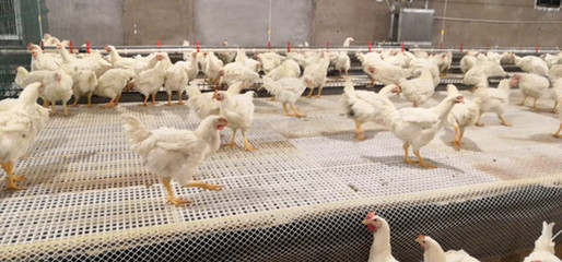 肉鸡产业再添新花 全产业链视角下的畜牧渔业饲料销售新机遇