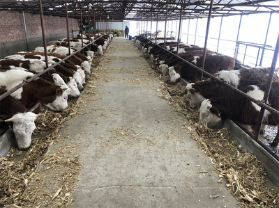 平顶山西门塔尔大型中转基地 现代畜牧渔业饲料销售的关键枢纽