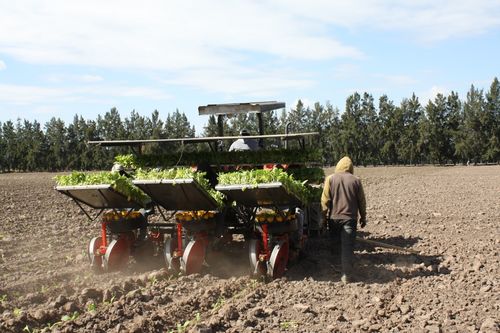 专项资金助力烟叶生产与饲料销售，阿根廷农业迎来新发展机遇